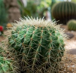 Image of cactuses, close-up. Phuket, Thailand