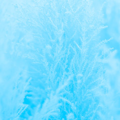 Fototapeta na wymiar Blue blur Christmas thuja, cute background.