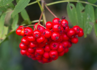 Close up of a bunch of ripe red berries on a mountain ash tree