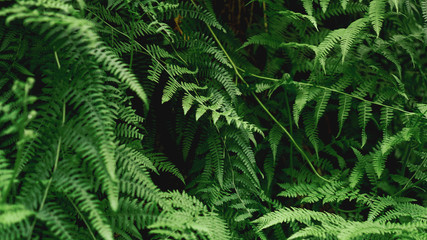 Fototapeta na wymiar Green Fern Abstract Background. Natural background - Forest
