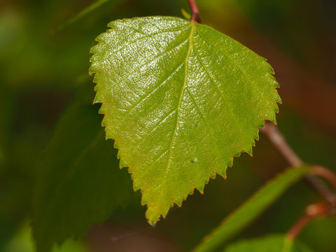 Closeup of a green leaf on a young silver birch tree