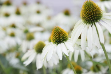 camomile yellow flower