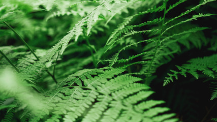 Green Fern Abstract Background. Natural background - Forest