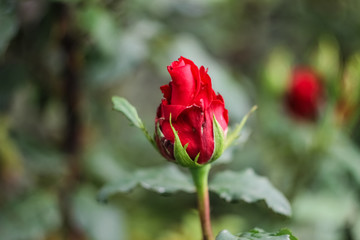 A bright, red rose flower grows in the garden.  Red bud of open rose close-up.