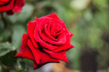 A bright, red rose flower grows in the garden.  Orange bud of an open rose close-up.