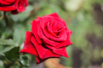 A bright, red rose flower grows in the garden.  Orange bud of an open rose close-up.