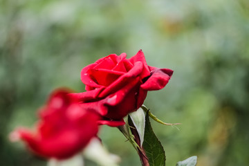 A bright, red rose flower grows in the garden.  Orange bud of an open rose close-up.