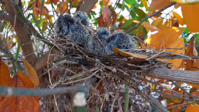 greater coucal (crow pheasant ,Centropus sinensis) chicks in their nest in kluang johor malaysia