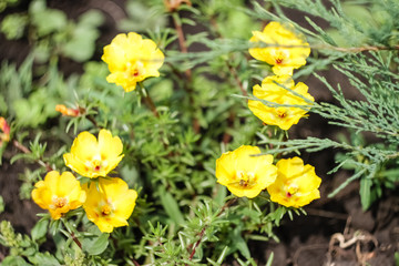 Naklejka na ściany i meble Yellow Partulak flowers grow in the garden, weaving on the ground.