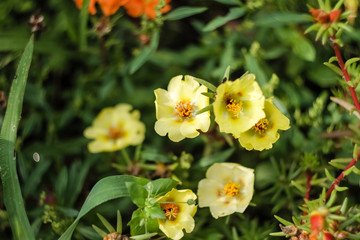 Obraz premium Yellow Partulak flowers grow in the garden, weaving on the ground.