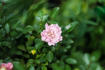 Delicate pink rose flower growing in the garden.  Pink bud of an open rose close-up.