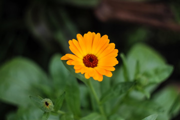 Calendula yellow flower closeup, growing in the garden.