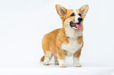 little puppy looks, breed welsh corgi pembroke