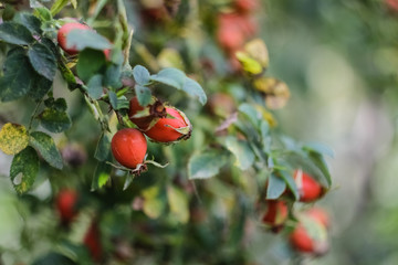 Ripe, red rose hips growing on a bush, close-up.