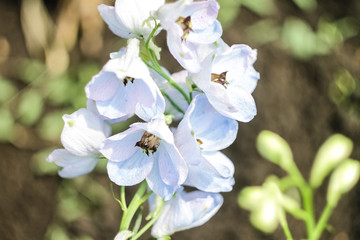 White with blue flower delphinium closeup.  The flower grows in the garden, looks like a bell.