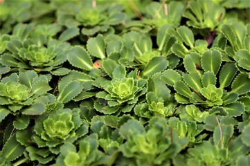 green plant in the garden