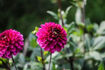 Purple dahlia autumn flower grows in the garden