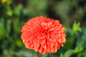 Autumn red Dahlia flower grows in the garden