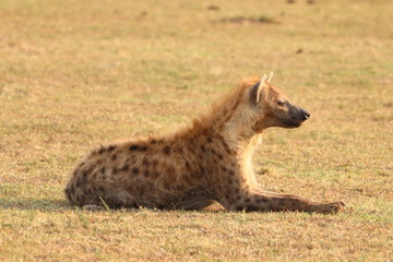 Spotted hyena resting, MAsai Mara National Park, Kenya.
