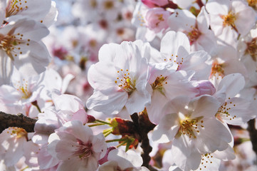 桜　花　ピンク
