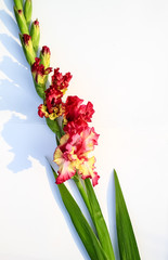 Red gladiolus with a yellow middle on a white background
