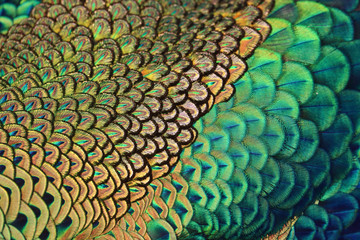 Colorful feather of male green peafowl / peacock (Pavo muticus) (selective focus)