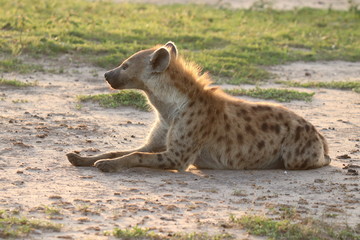 Spotted hyena resting, Masai Mara National Park, Kenya.