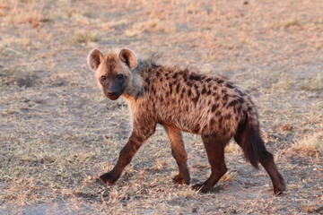 Spotted hyena subadult, Masai Mara National Park, Kenya.