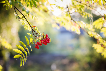 Rowan branch on a blurry background with bokeh. Beginning of autumn. Sunny autumn day.