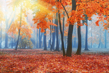 Beautiful autumn forest. Red maple trees in blue fog. Trees in the rays of light