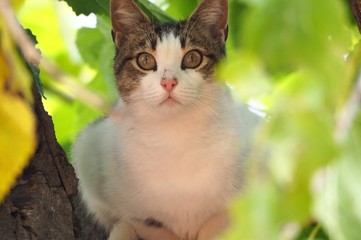 gato gris y blanco sobre un arbol, montblanch, tarragona
