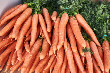 bunches of fresh carrots from organic garden