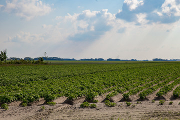 Kartoffelfeld in Friesland