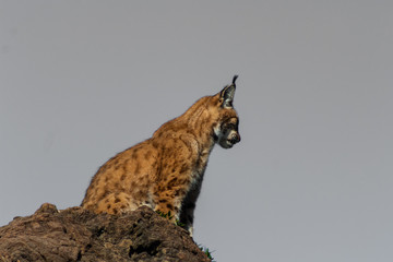 a boreal lynx resting on his favorite rock