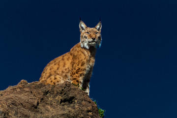 a boreal lynx resting on his favorite rock