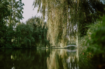Willows reflected in a park pond on a sunny morning 