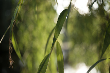 Willows reflected in a park pond on a sunny morning 