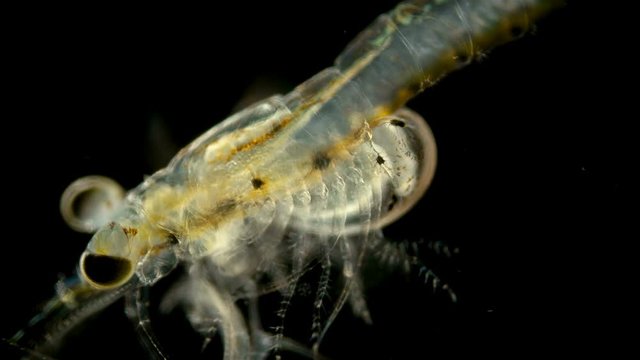 Black Sea plankton and zooplankton under a microscope, Mysid shrimp, looks very much like a shrimp, class Malacostraca, type Arthropoda, in the video female with embryos in brood pouch