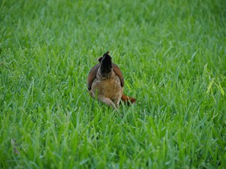 Back view of a hen walking on a grassy area scouring for food