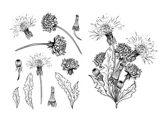 Flowering dandelion freehand vector illustrations set. Spring honey plant, hand drawn wildflower twigs. Summer flower, Taraxacum leaves, buds monochrome engraving. Postcard, poster design element - 286877088