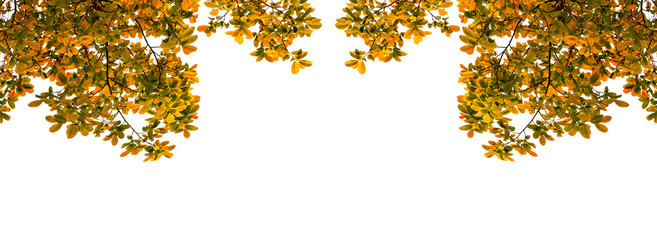 Trees branches frame beautiful autumn leaves on white background