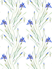 Watercolor on white: Iris sibirica