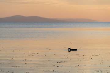 Naklejka premium Evening view sunset light orange sky pastel colors Badacsony duck swimming in lake balaton hungary europe