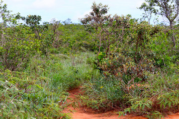 Chapada dos Guimaraes, located in Brazil, the capital of Mato Grosso State. It is the geographic center of South America