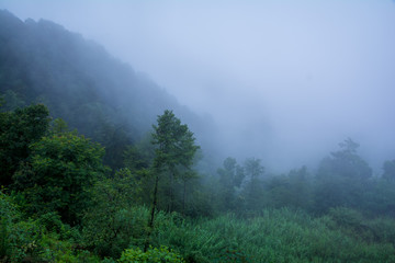 Cold foggy rain forest