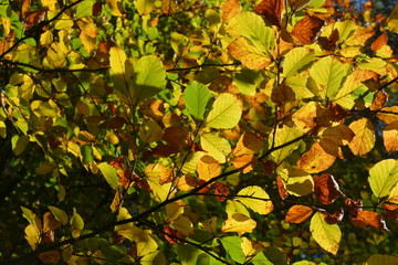 autumn leaves background