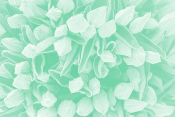 Green  cute background of flowers. Flat lay. Nature concept,toned