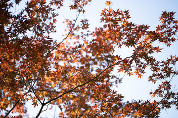 公園