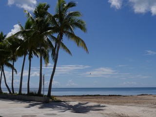 Obraz na płótnie Canvas Beautiful beaches with coconut trees along S Roosevelt Boulevard, Key West, Florida.
