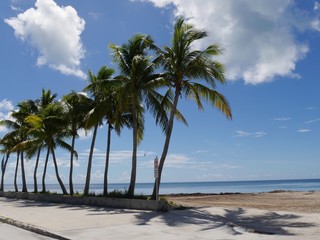 Fototapeta na wymiar Wide stretch of beaches with coconut trees along S Roosevelt Boulevard, Key West, Florida.